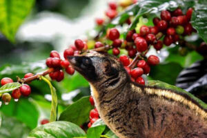 illustrate civet eating kopi luwak coffee beans