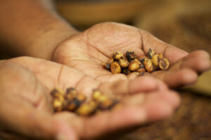 visualize freshly picked kopi luwak droppings